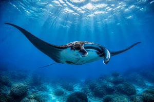 La raie : tout savoir sur ce poisson aux ailes marines